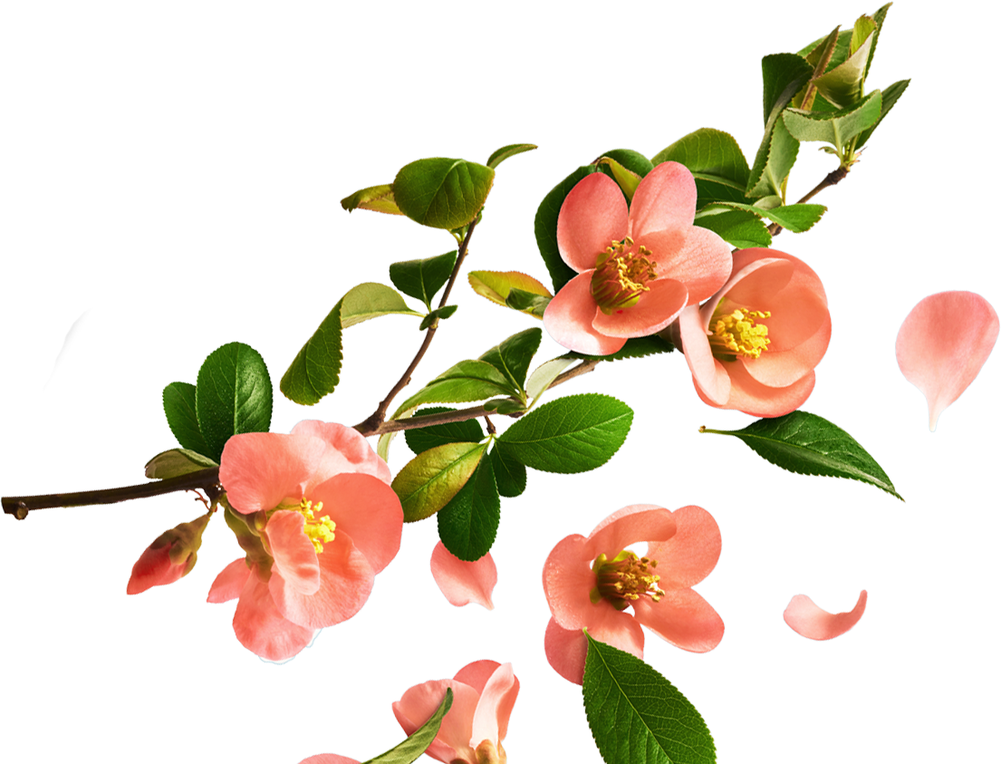 Blossoming branch with petals